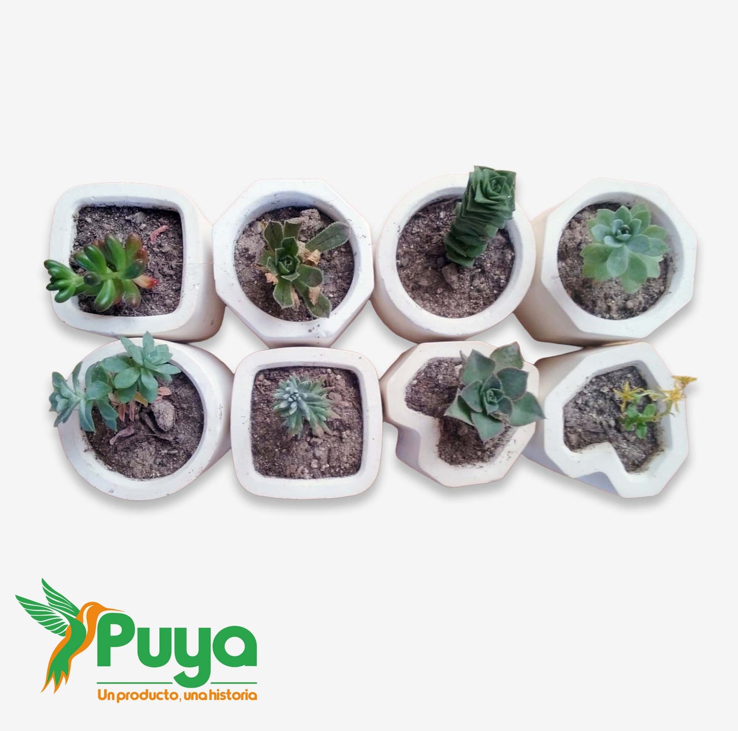 PLANTINES