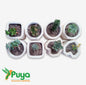 PLANTINES