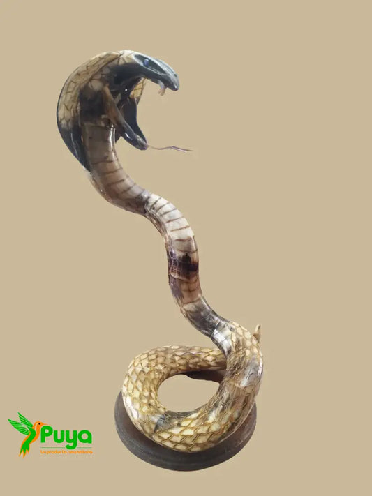 COBRA GRANDE ACCESORIOS DECORATIVOS