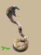 COBRA GRANDE ACCESORIOS DECORATIVOS